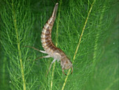 Great diving beetle larva