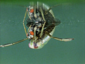 Water boatman eating a fly
