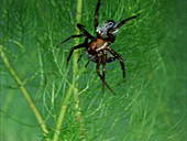 Diving bell spider with prey