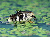 Grass snake in water