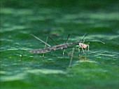 Aquatic bug stalking aphid