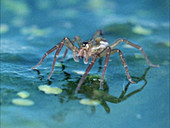 Spider on water surface