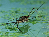 Water striders mating