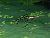 Water striders mating