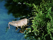 Grasshopper leaving a pond