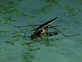 Water strider and scorpionfly