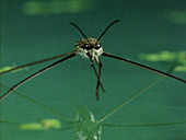 Water strider cleaning