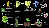 Life cycle of a fern, animation