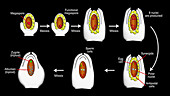 Flower embryo sac development, animation