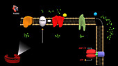 Electron transport chain in mitochondria