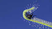 Sundew trapping a blowfly