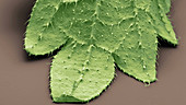 Stinging nettle leaf, SEM