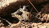 Grasshoppers mating
