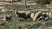 Herd of Damara sheep