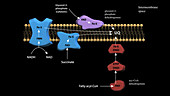 Cellular electron transport chains