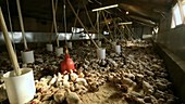 Hens feeding in a barn