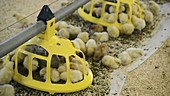 Chicks feeding