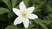 Wood anemone flower
