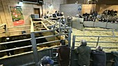People at cattle auction