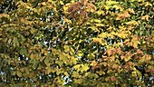 Horse chestnut tree in autumn