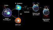 Type I hypersensitivity response