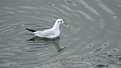 Black-headed gull, winter plumage