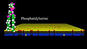 Cell membrane components, animation
