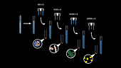 Centrifugal separation of cell organelles