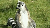 Lemur sunbathing