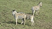 Three zebra