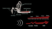 Frequency detection in the human ear