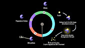 Cell cycle regulation, animation