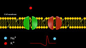 Ion channels and blockers, animation