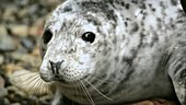 Grey seal shedding a tear