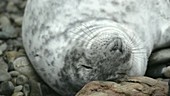 Grey seal sleeping