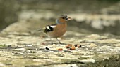 Chaffinch eating seeds