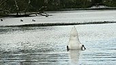 Swan feeding