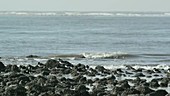 Oystercatchers on coastal rocks