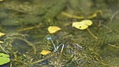 Damselflies mating