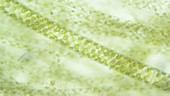 Spirogyra algae