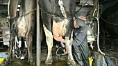 Attaching a milking machine