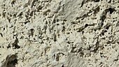 Fossils in limestone