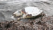 Dead loggerhead turtle