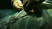 Vet removing fish hook from a turtle