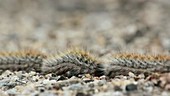 Pine processionary caterpillars