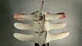Minke whale vertebrae