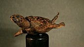 Preserved hawksbill turtle