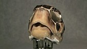 Green turtle skull