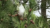 Pine processionary caterpillar tent