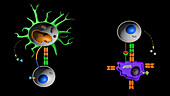 Lymphocyte and macrophage activation